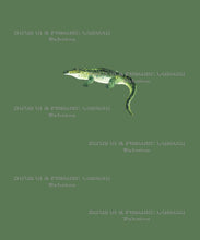 Alligator - Green Panel